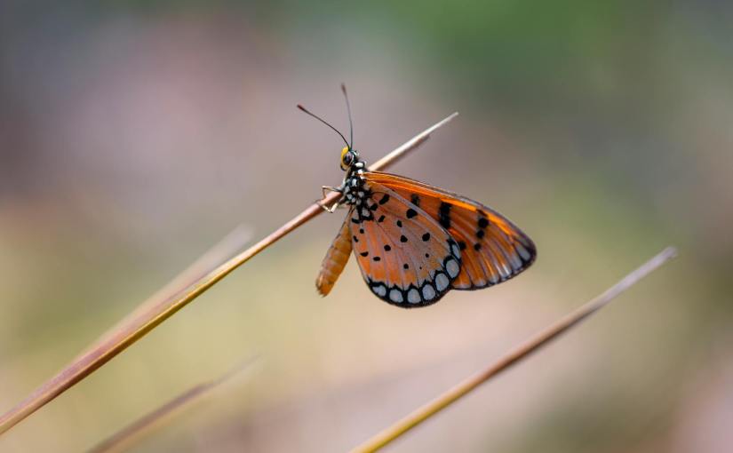 Een Gesprek met de Ziel: verbinden met dierbaren zonder&nbsp;stem